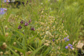 Thalictrum minus Kleine ruit bestellen